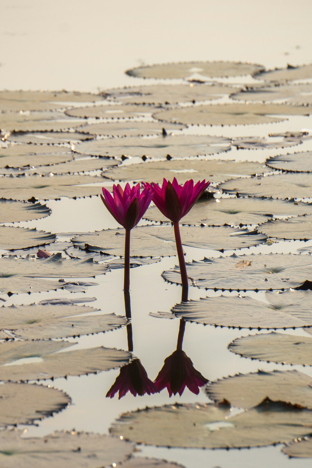 zwei lila Lotusblumen auf einem Gewässer