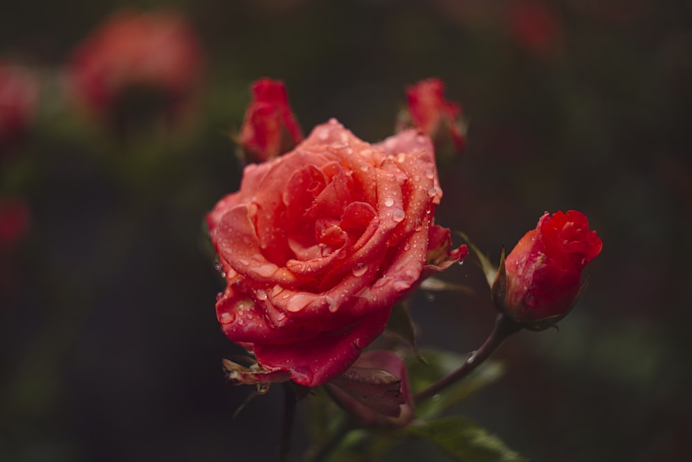 Flor de rosa roja con rocío de agua