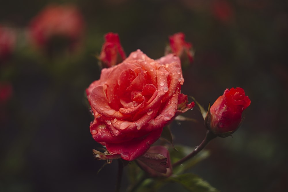 red rose flower with water dew