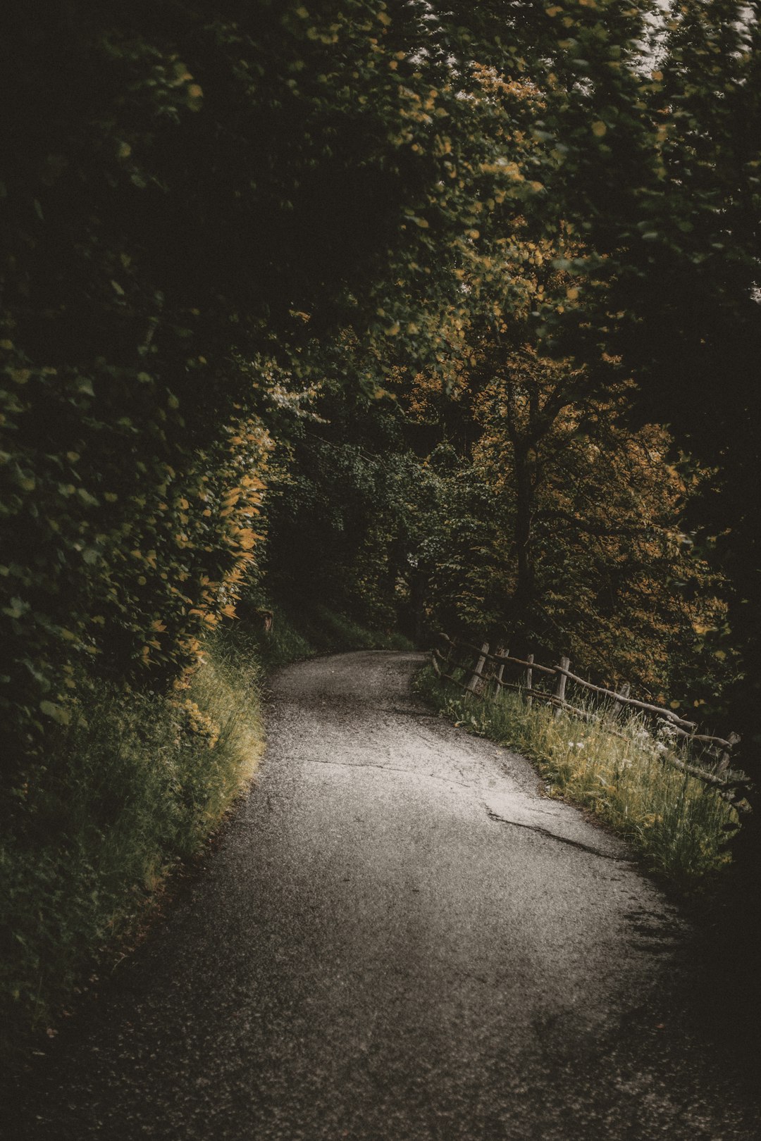 Forest photo spot Albions Karerpass