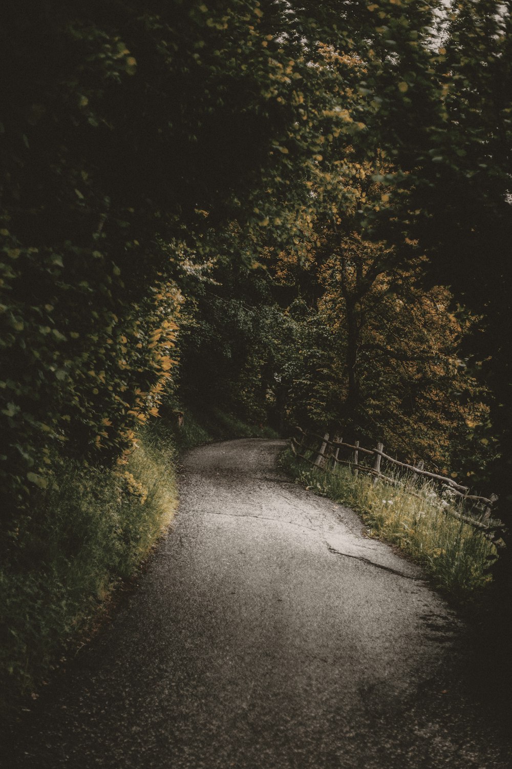 brown concrete road surrounding trees