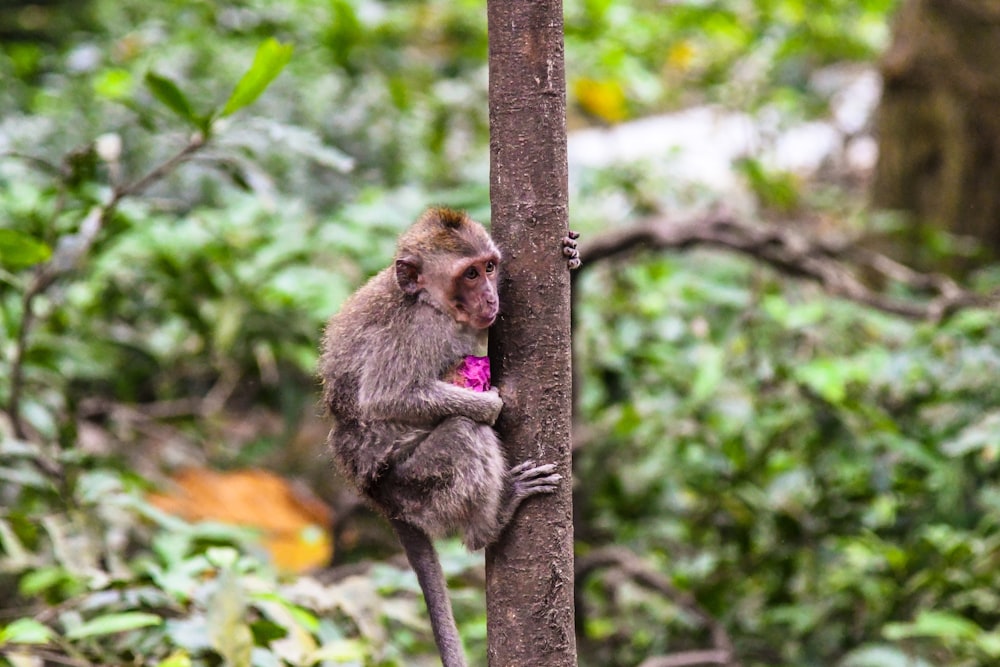 brown monkey climbing on tree at daytime