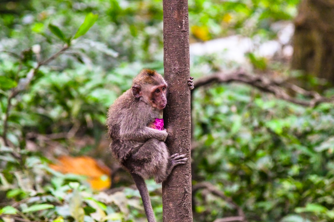 Nature reserve photo spot Sacred Monkey Forest Sanctuary Klungkung Regency