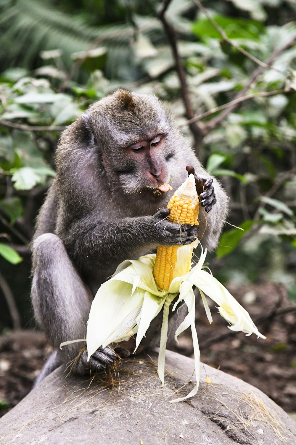 Mono sosteniendo maíz