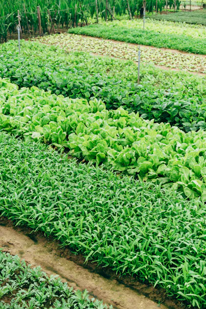 Fresh green garden leaves