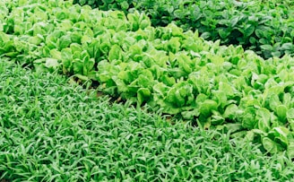 green leaf vegetable