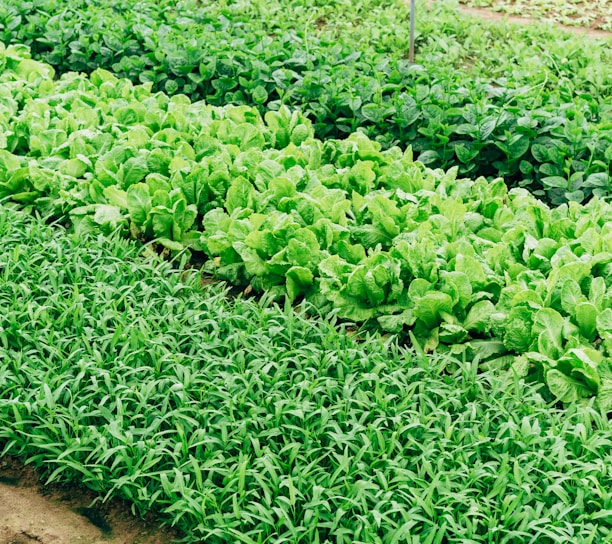 green leaf vegetable