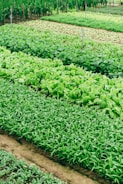 green leaf vegetable