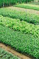 green leaf vegetable