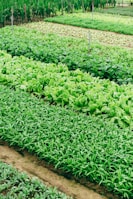 green leaf vegetable