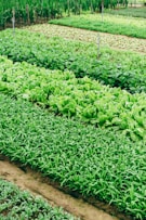 green leaf vegetable