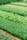 Rows of lush, green leafy vegetables are growing in a neatly organized garden or farm. The vibrant shades of green indicate healthy and thriving plants. Irrigation pipes and pathways are visible, suggesting a well-maintained agricultural setup.