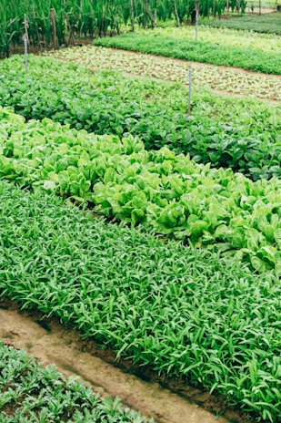 Rows of lush, green leafy vegetables are growing in a neatly organized garden or farm. The vibrant shades of green indicate healthy and thriving plants. Irrigation pipes and pathways are visible, suggesting a well-maintained agricultural setup.