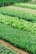 Rows of lush, green leafy vegetables are growing in a neatly organized garden or farm. The vibrant shades of green indicate healthy and thriving plants. Irrigation pipes and pathways are visible, suggesting a well-maintained agricultural setup.