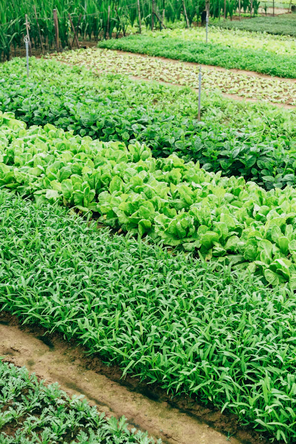 Kebun sayur organik kelompok tani