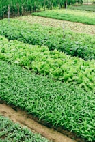 Rows of lush, green leafy vegetables are growing in a neatly organized garden or farm. The vibrant shades of green indicate healthy and thriving plants. Irrigation pipes and pathways are visible, suggesting a well-maintained agricultural setup.