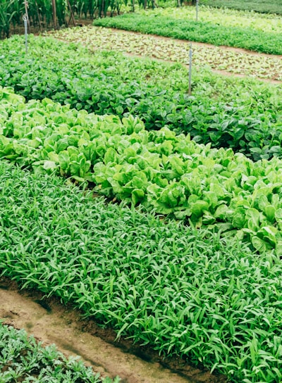 green leaf vegetable