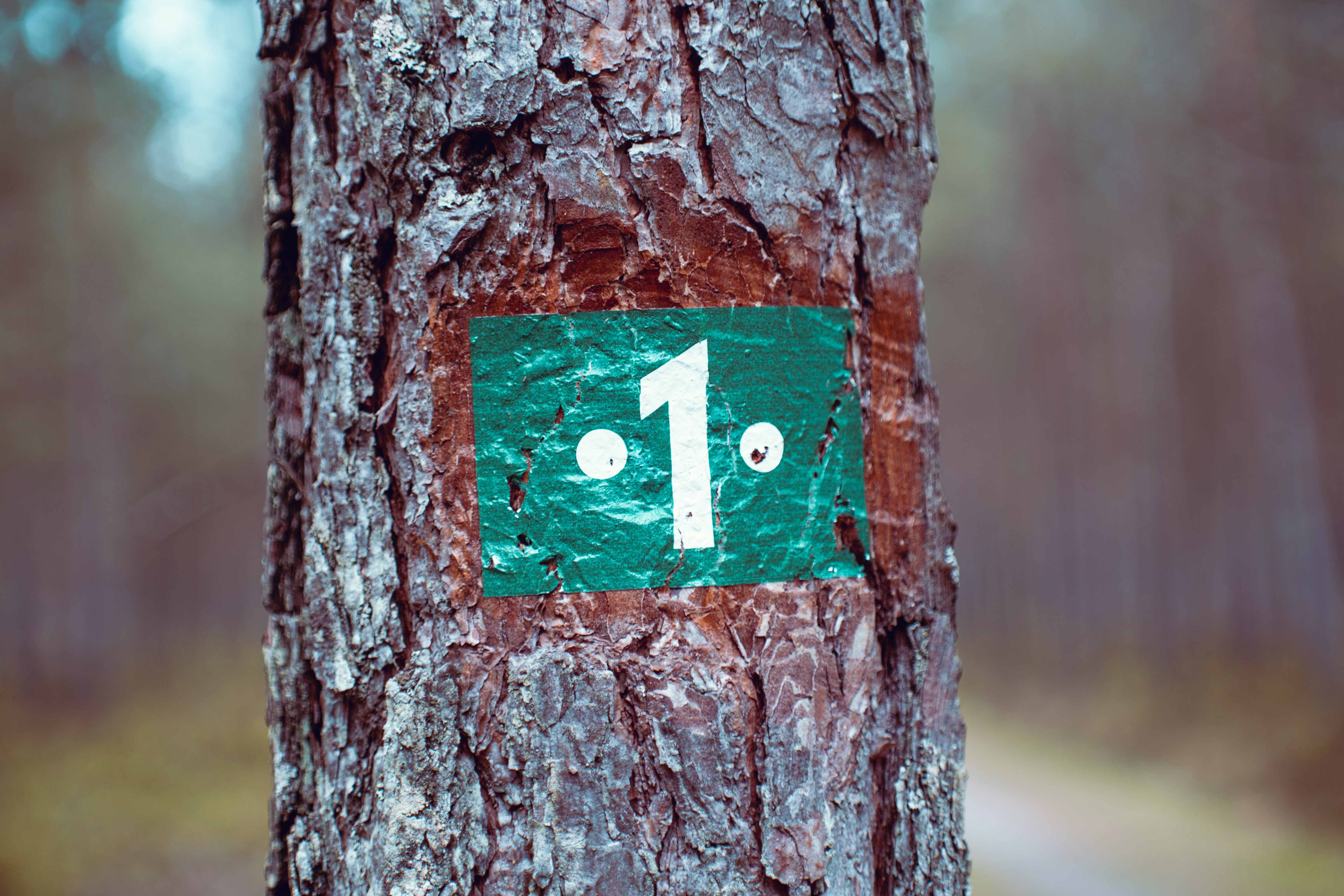 photo of brown tree trunk