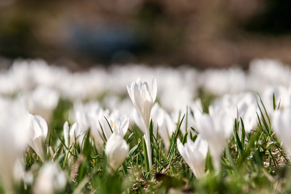 Photographie à mise au point peu profonde de fleurs blanches