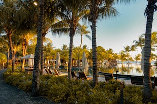 green palm tree