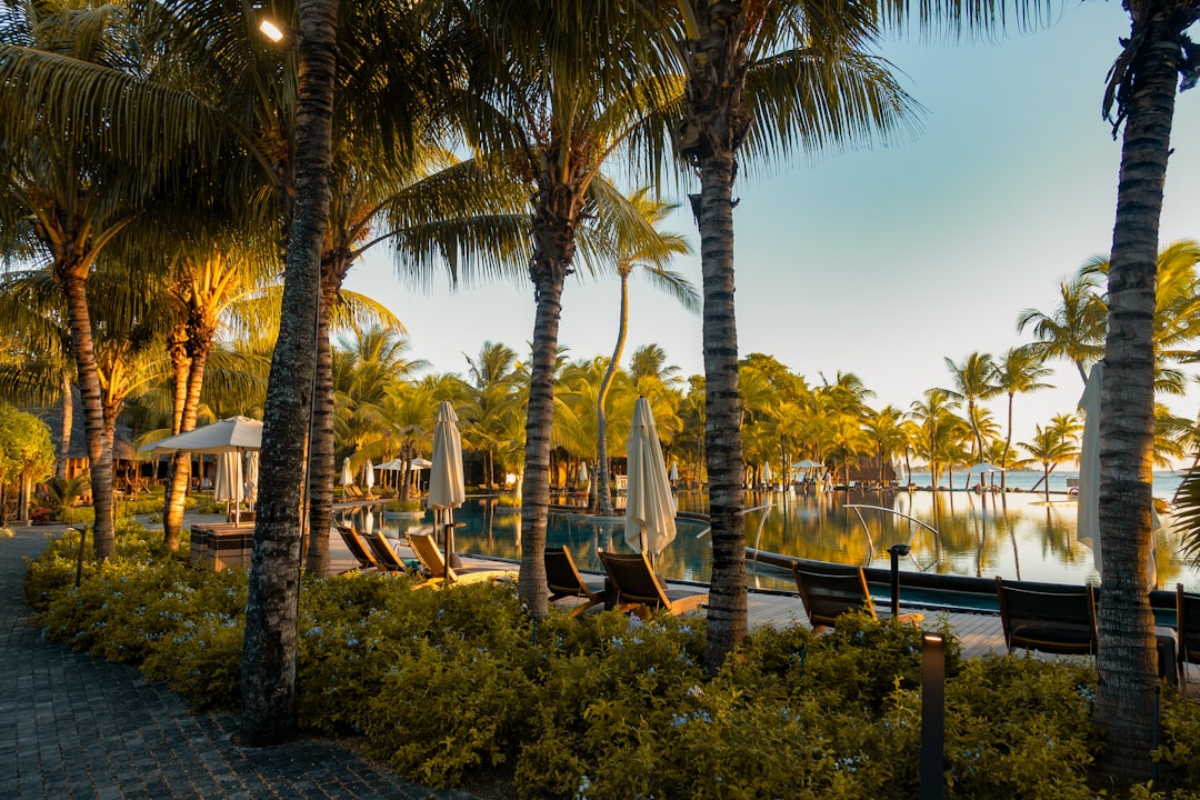 green palm tree, Sunset by the pool