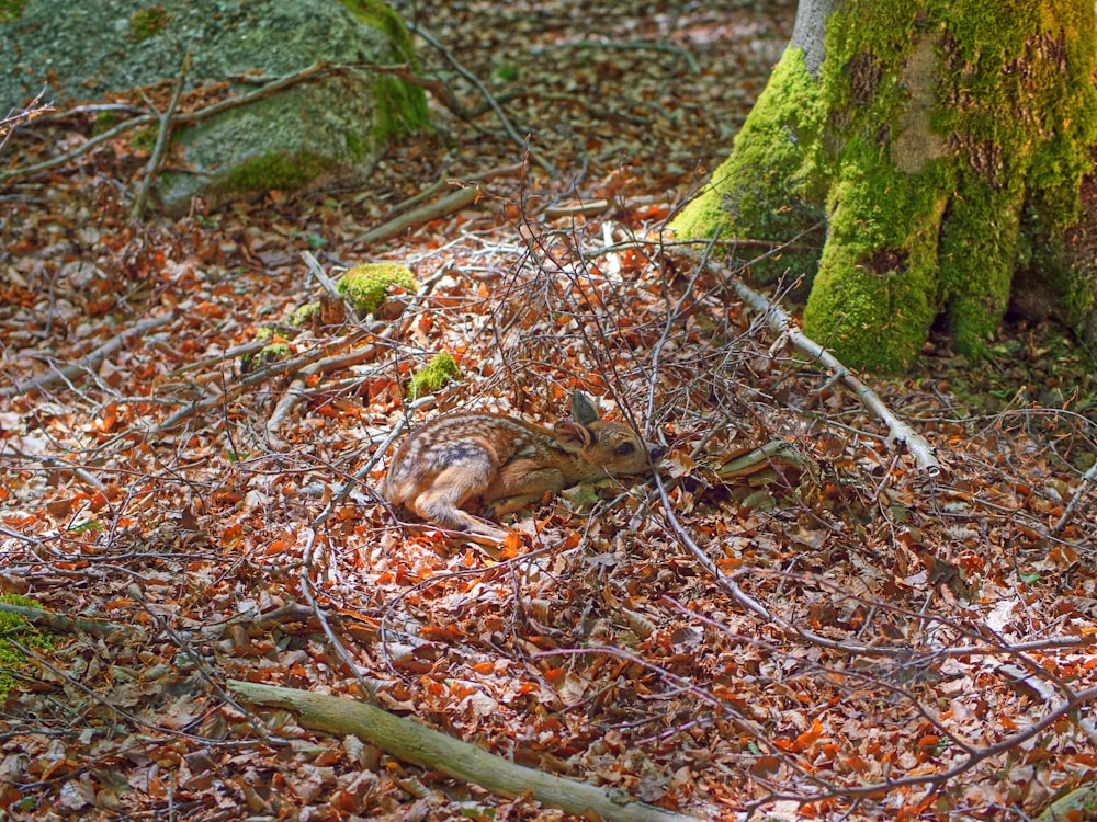 brown fawn lying on dried leaves at daytime