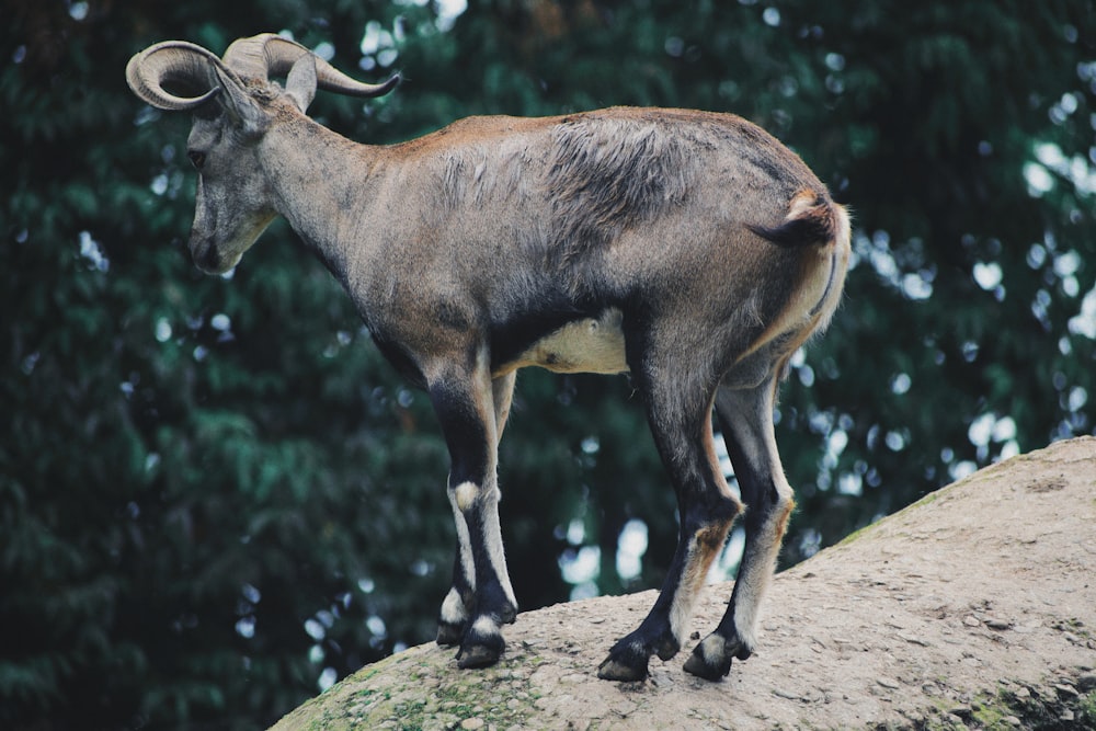 brown mountain goat on rock