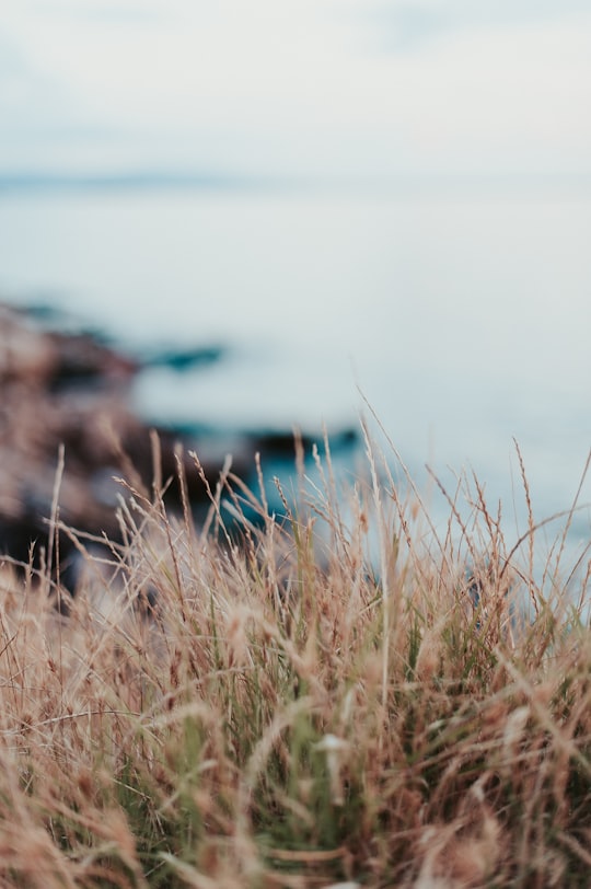 closeup photo of brown grass field in Patras Greece