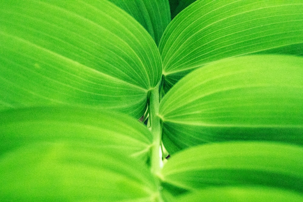 macro photography of green leave