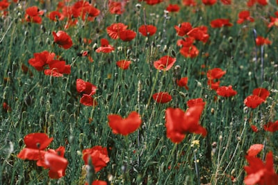 red flowers wildflower teams background