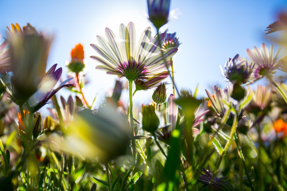 fotografia de foco raso de flores variadas