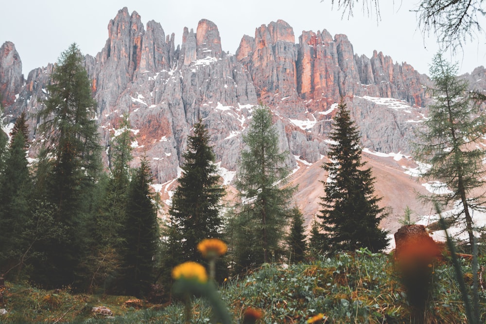 pini vicino alle montagne