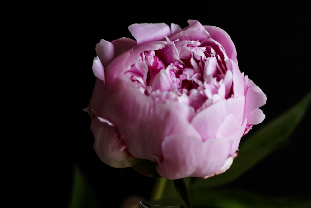 closeup photo of pink peony flower