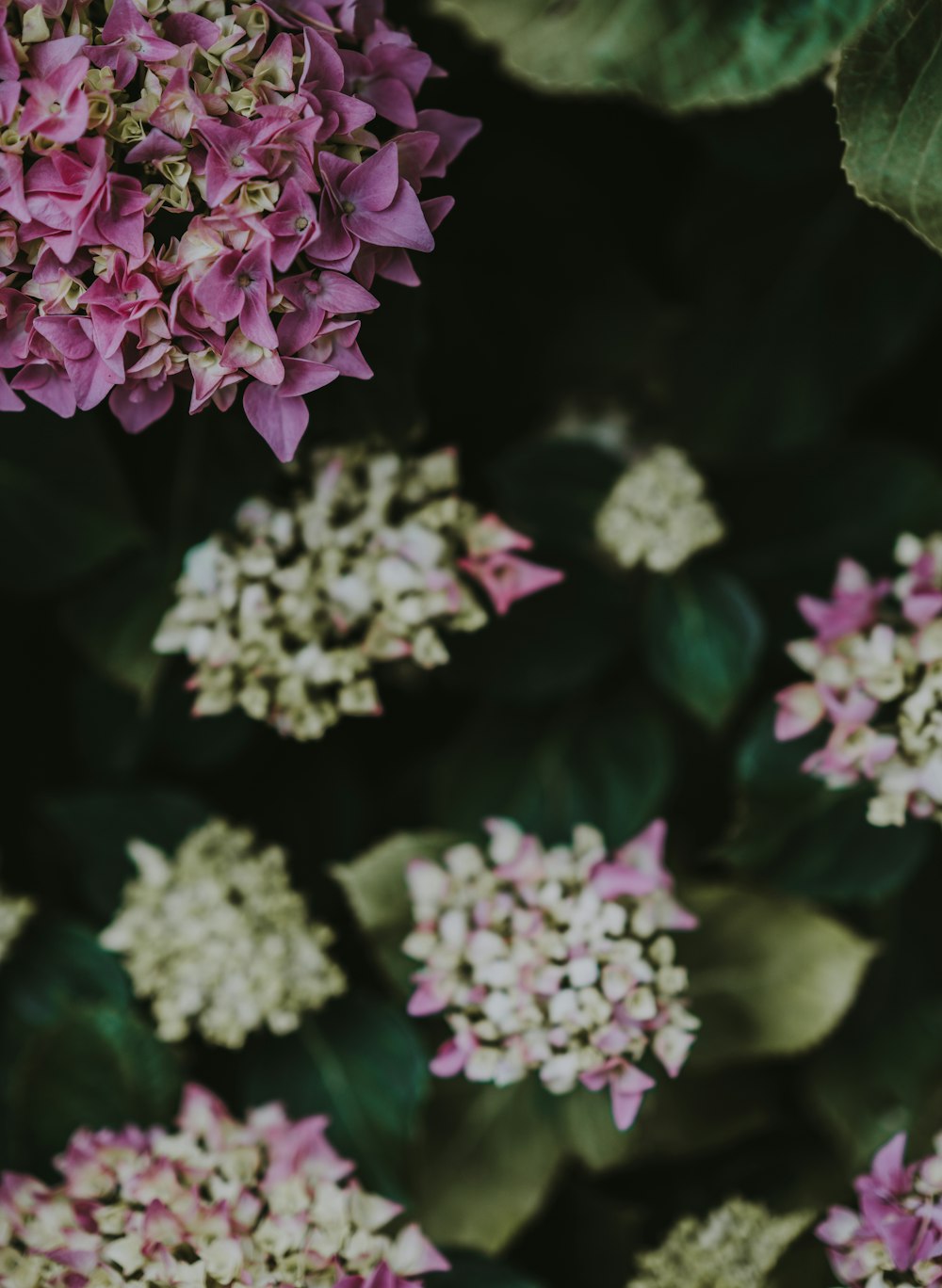 pink and white flowers