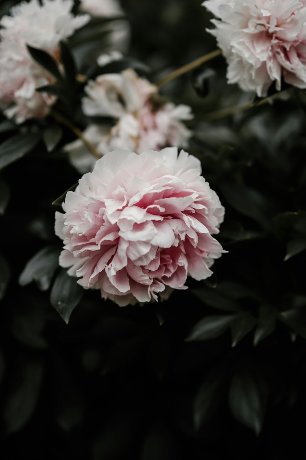 Photographie en gros plan de fleur aux pétales roses