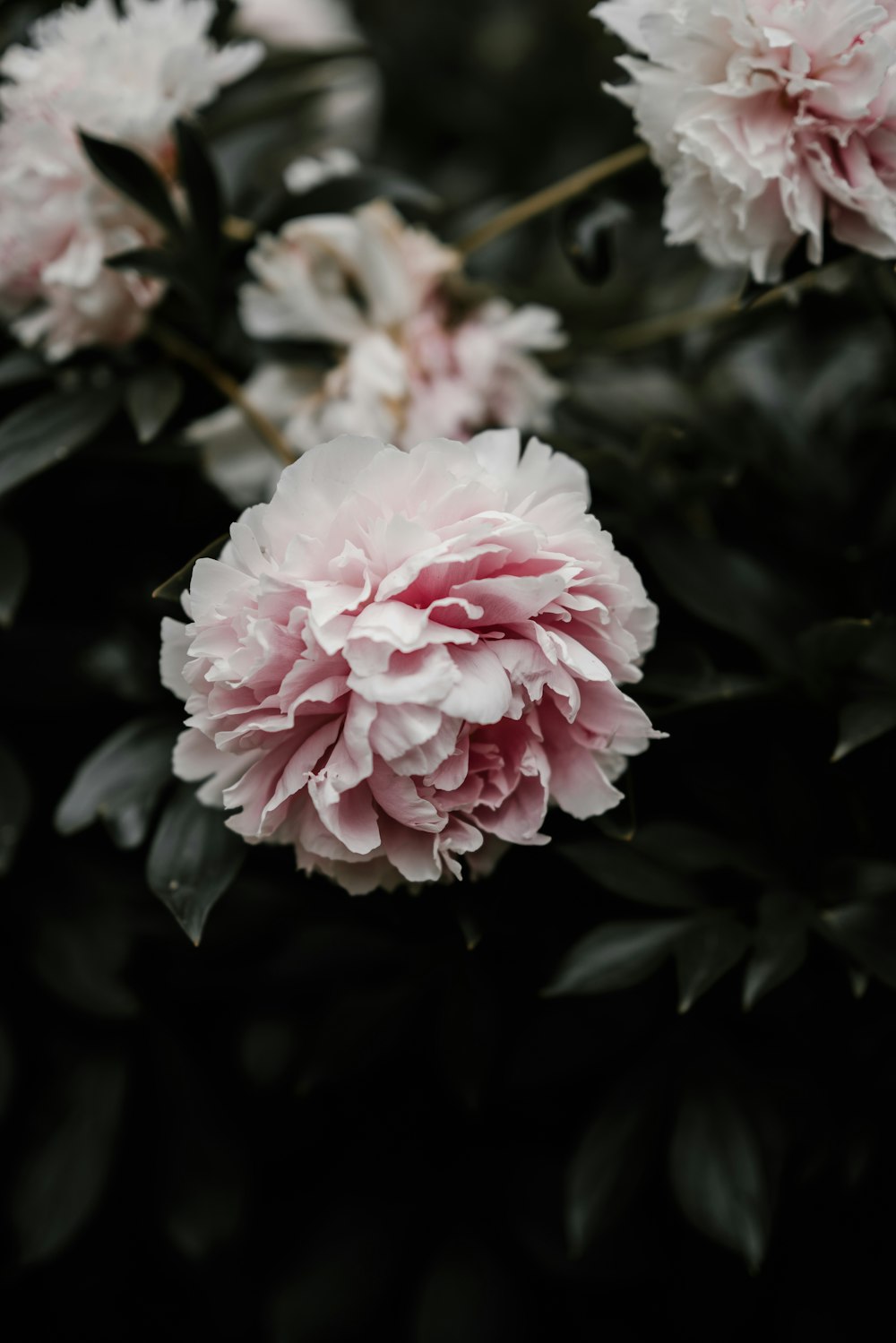 fotografia em close-up da flor de pétalas cor-de-rosa