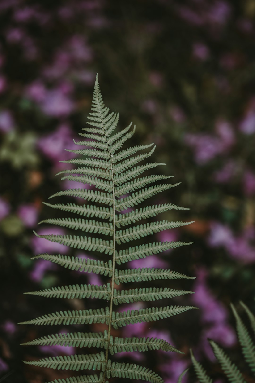 macro photography of green fern plant