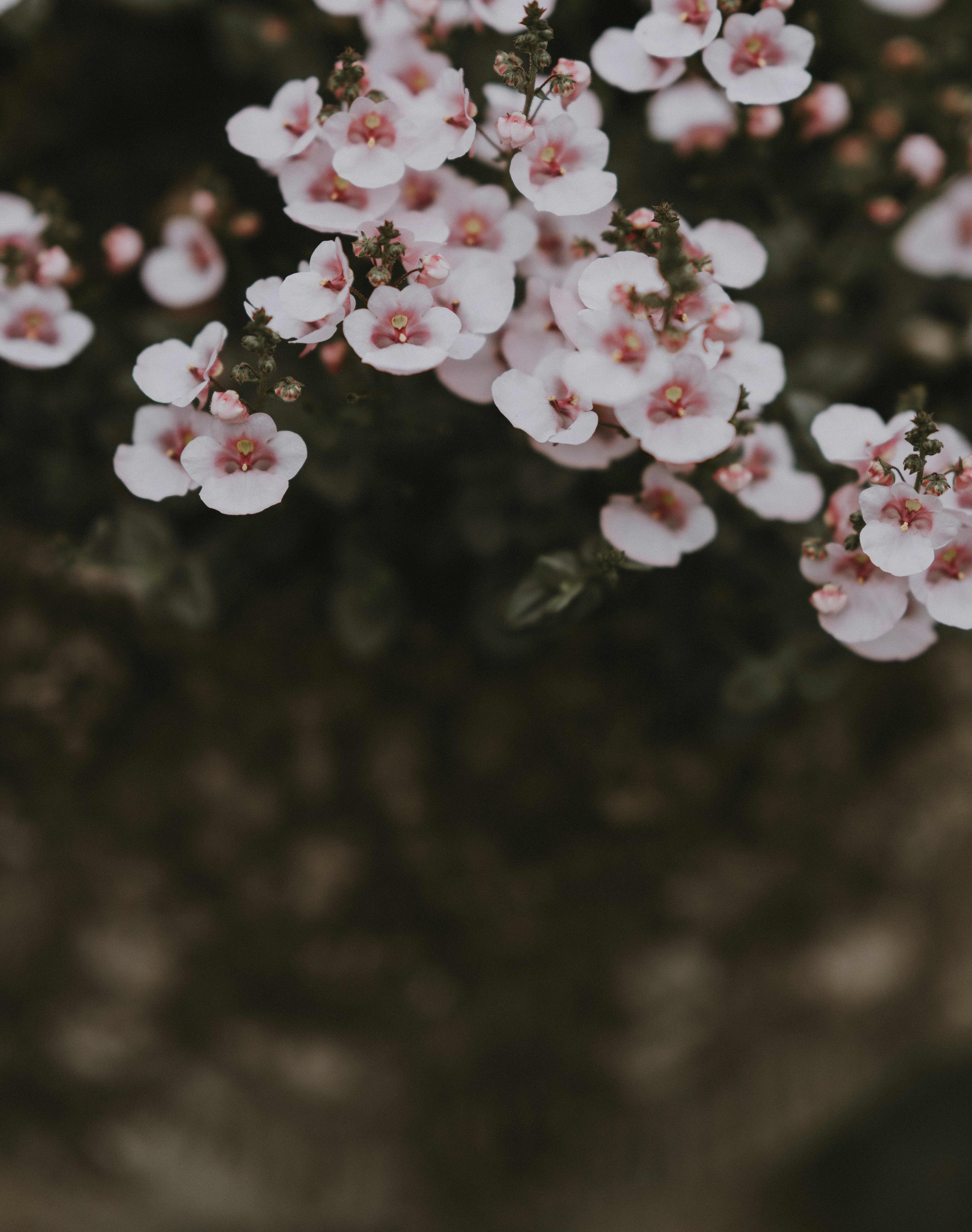 close-up photo of white petaled flowers
