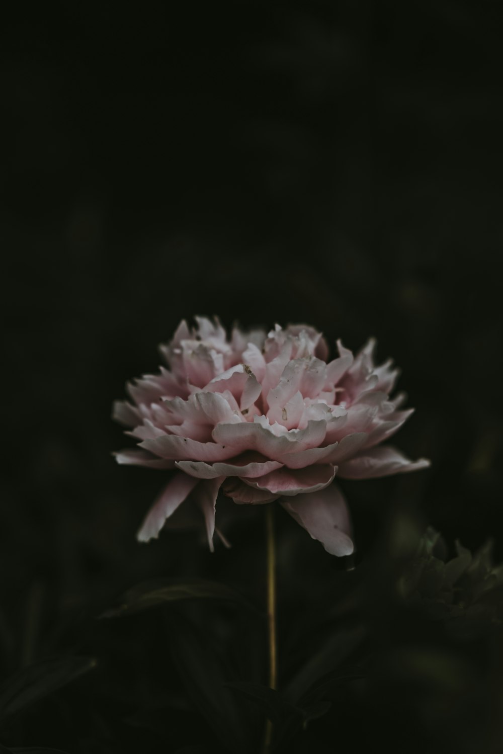 pink flower in bloom