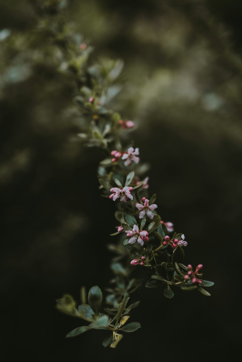 red petaled flowers