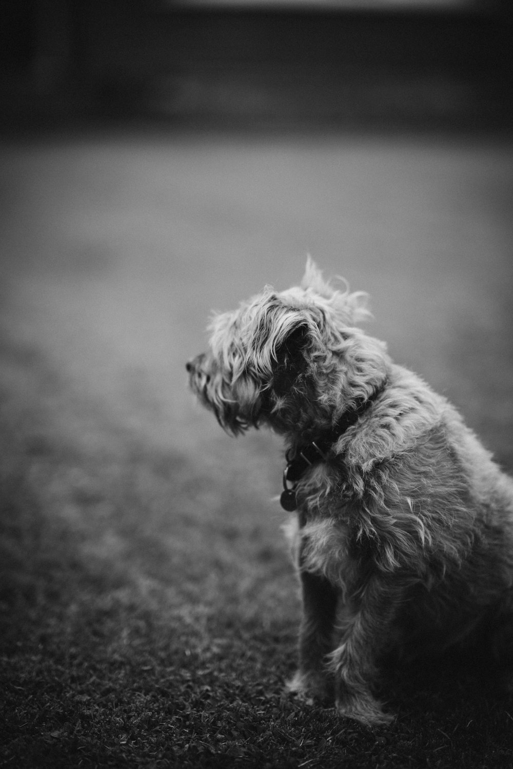 grayscale photography of dog sitting on ground