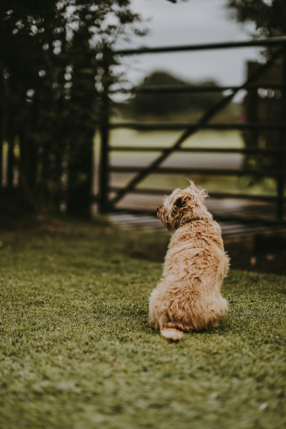 茶色の犬のセレクティブフォーカス写真