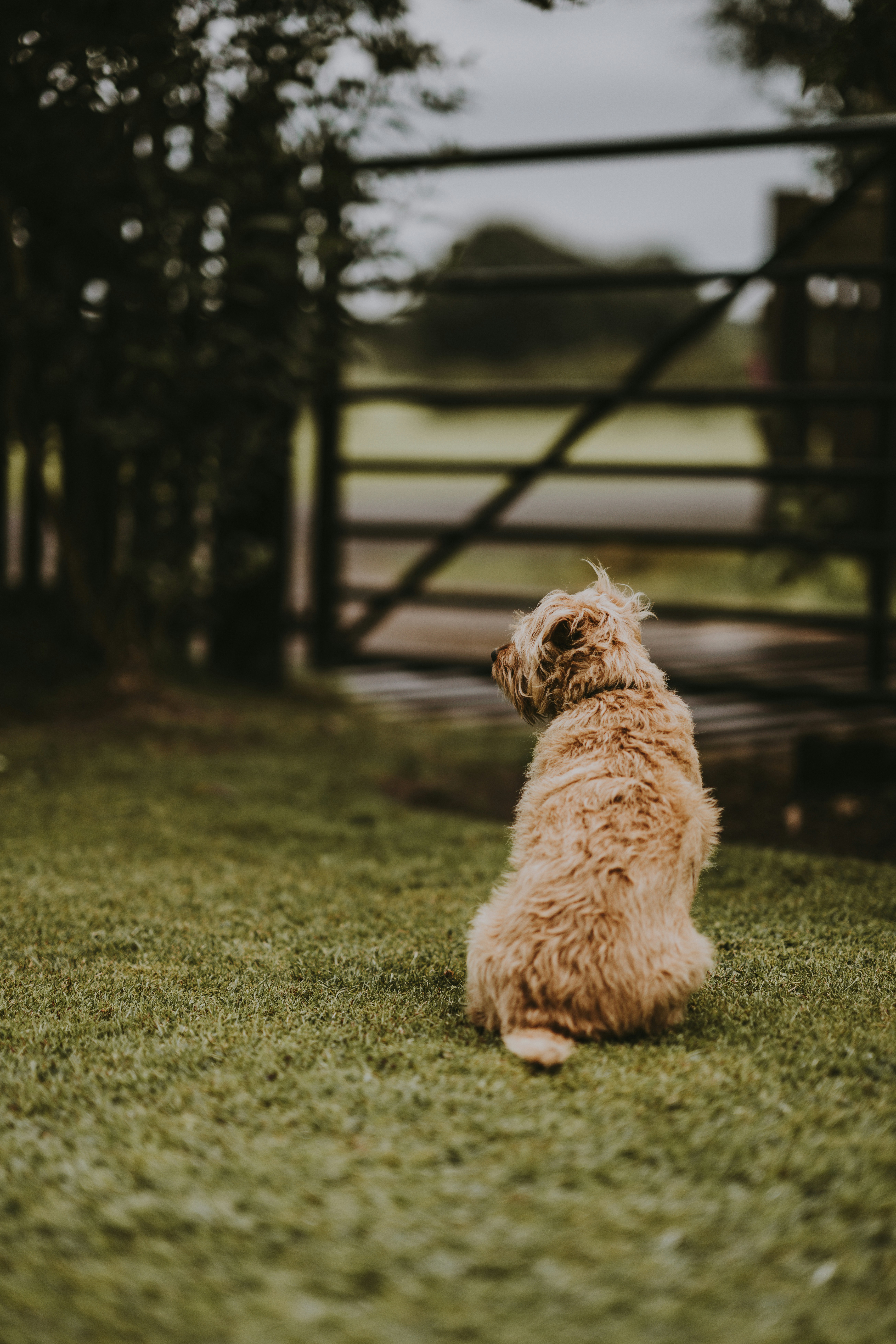 Dog sat in garden waiting patiently