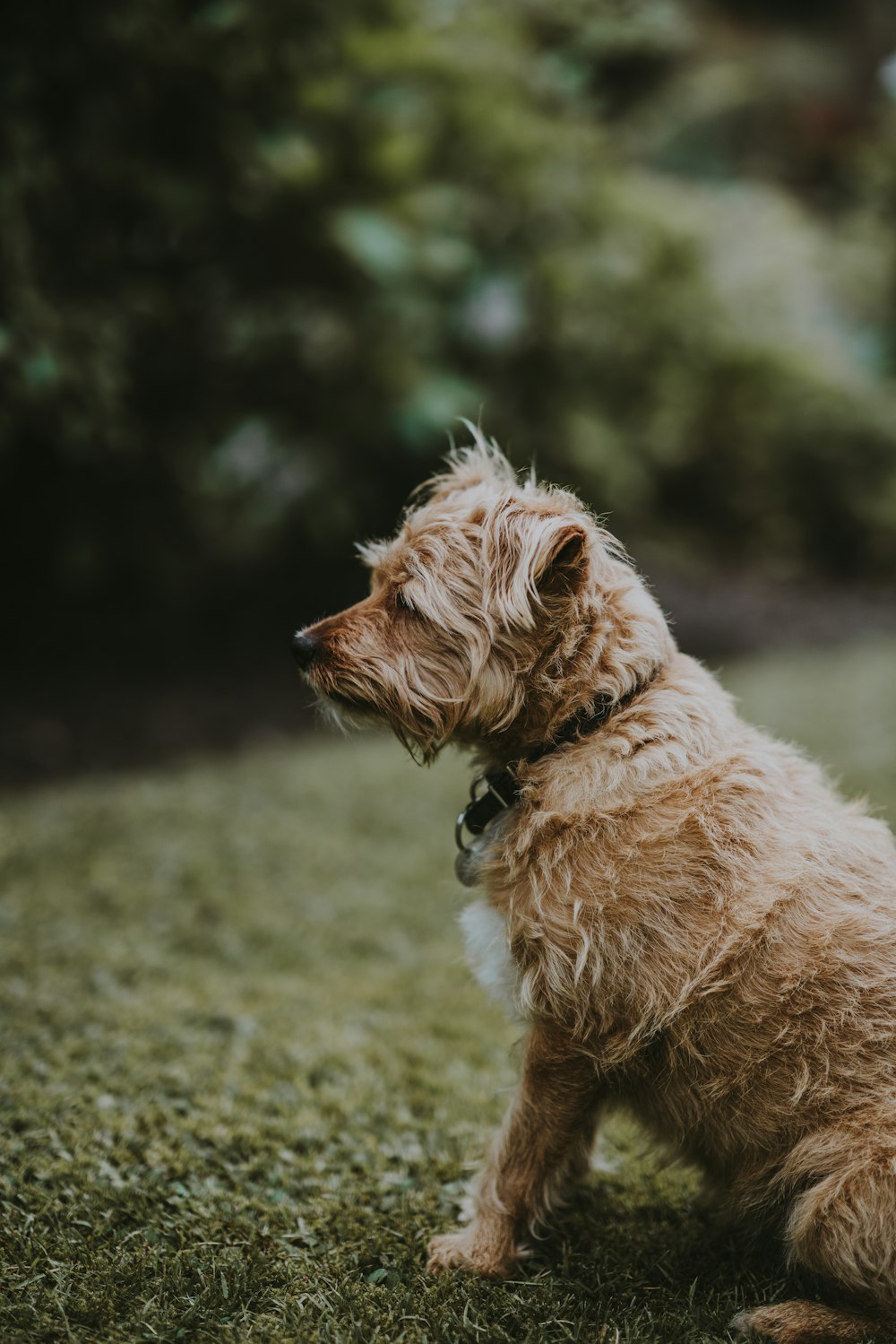 brown dog looking at grasses