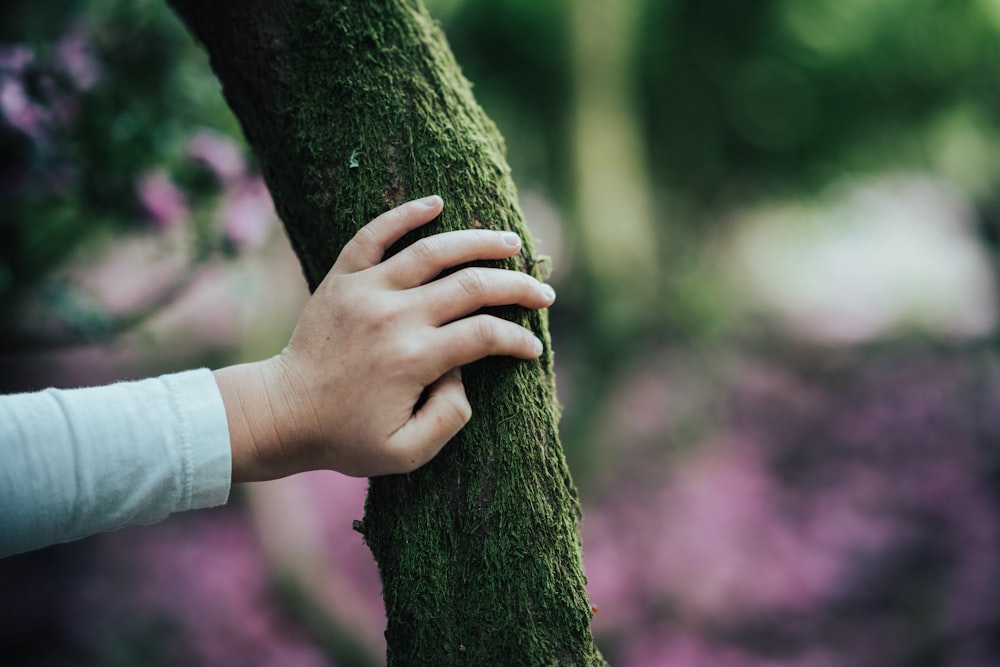 fotografia a fuoco superficiale di una persona;» s mano sul tronco d'albero marrone