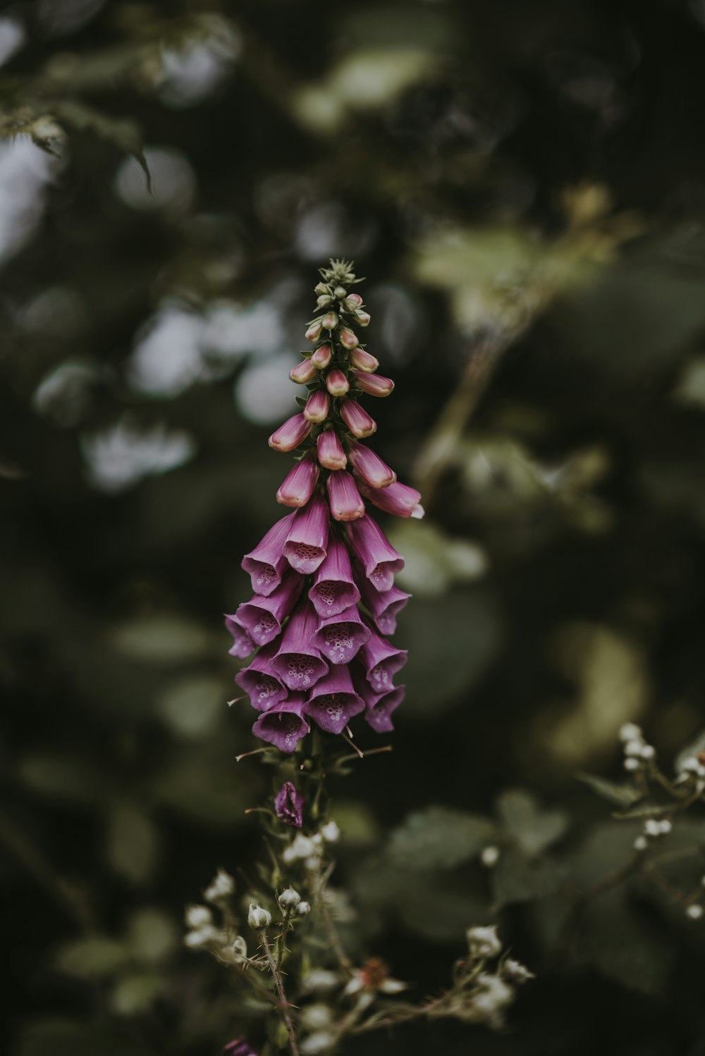 紫色の花びらのセレクティブフォーカス写真