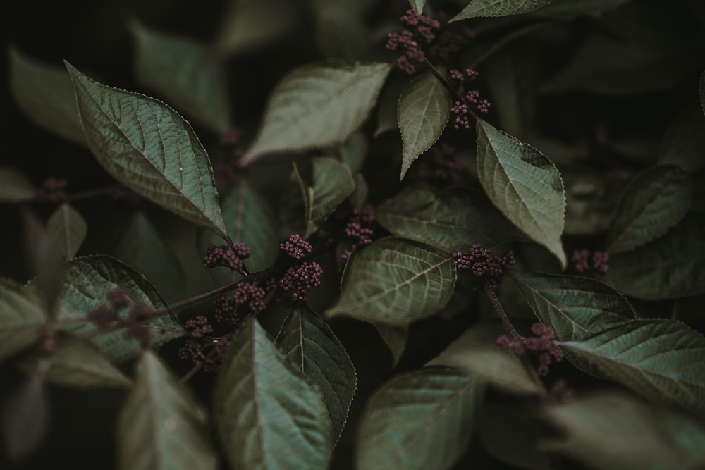 closeup photography of green leafed plants