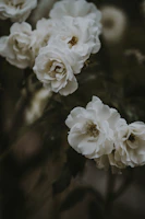 Grief & Loss
