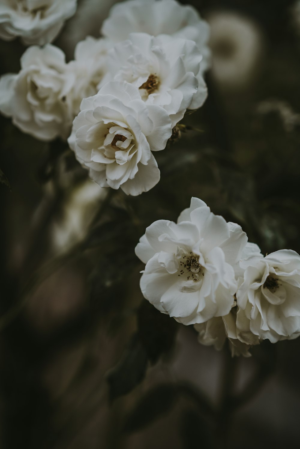 Foto de primer plano de flores de pétalos blancos