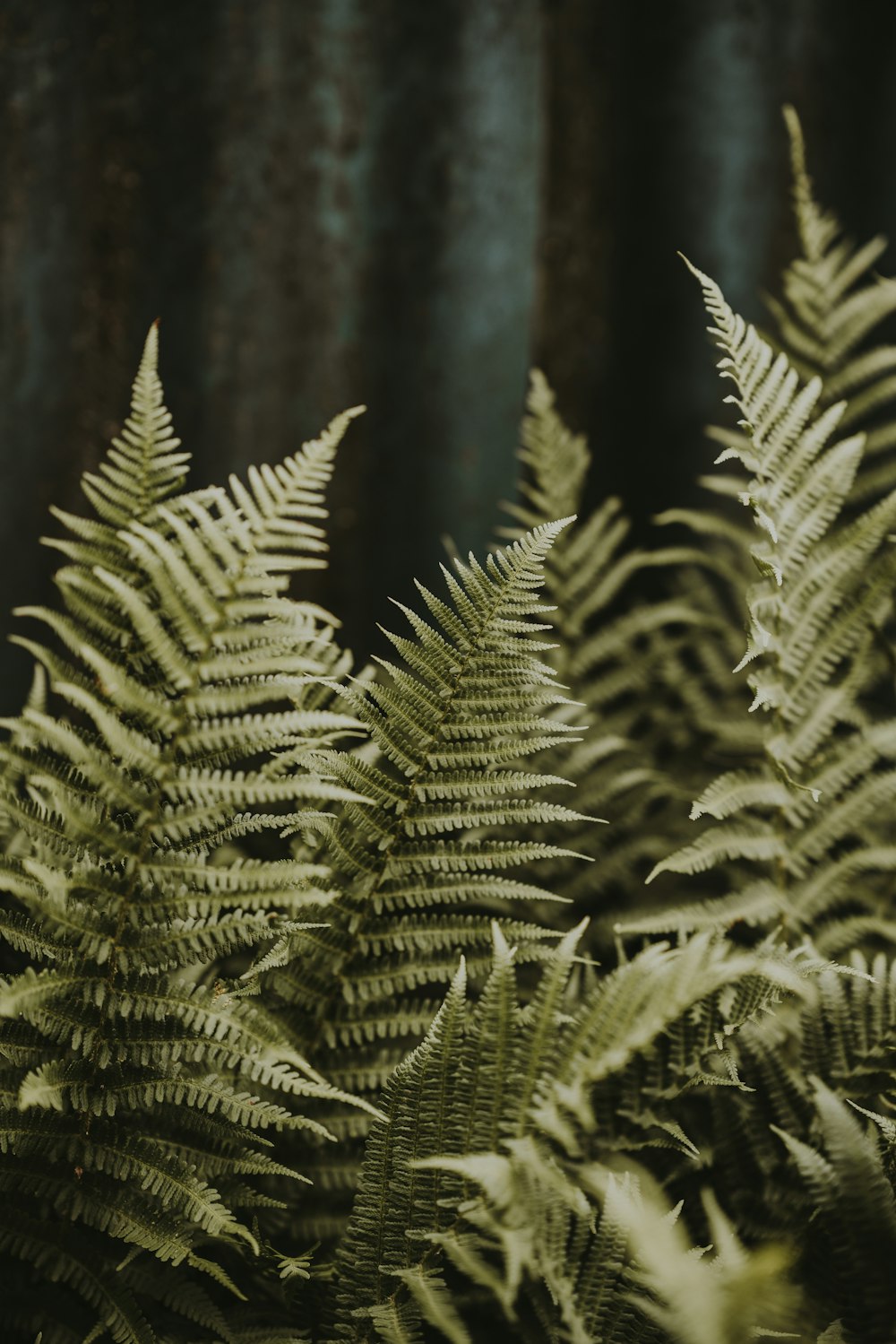 low light photography of green leafed plant